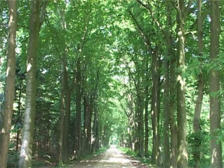 Walbeck : Auf dem Weg zum Haus Steprath